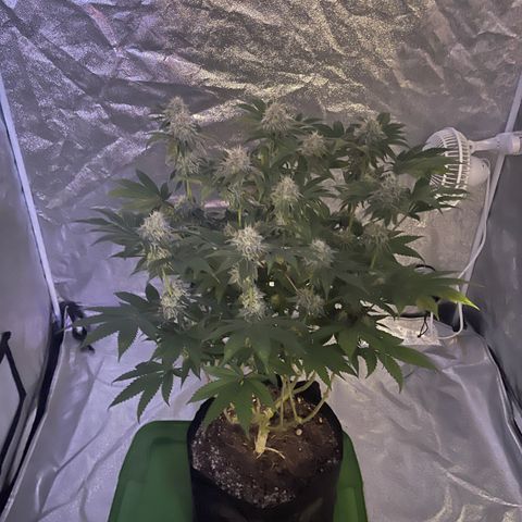 White Widow  growlog timeline photo
