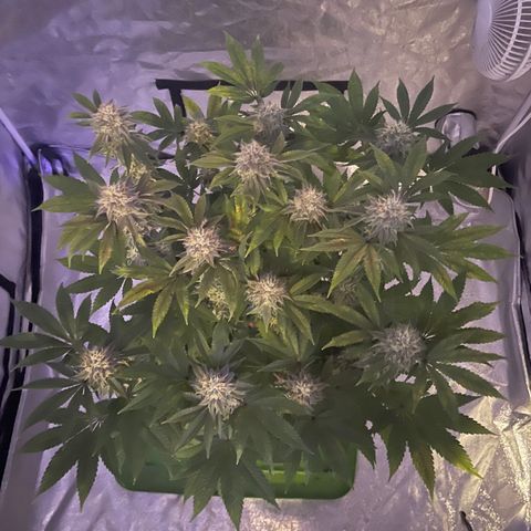 White Widow  growlog timeline photo