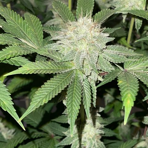 White Widow  growlog timeline photo