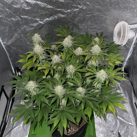 White Widow  growlog timeline photo
