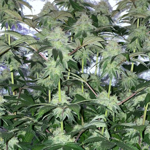 White Widow  growlog timeline photo