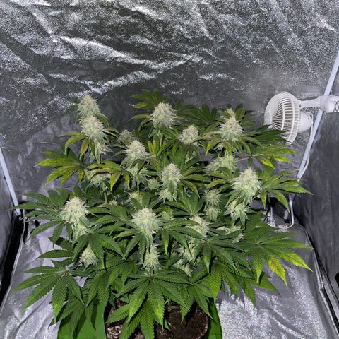 White Widow  growlog timeline photo