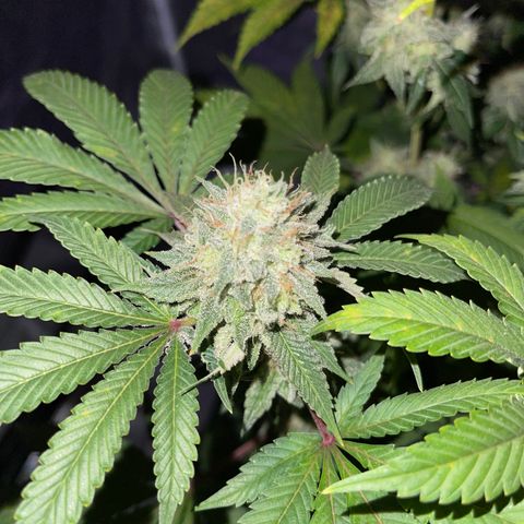 White Widow  growlog timeline photo