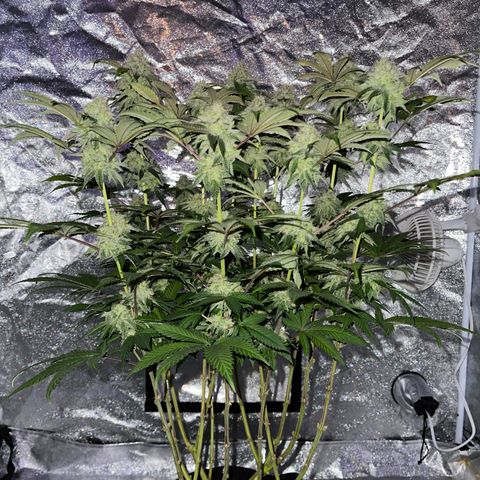 White Widow  growlog timeline photo