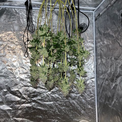 White Widow  growlog timeline photo