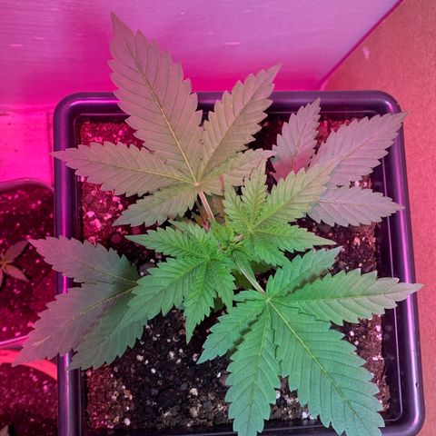 Green Mamba growlog timeline photo