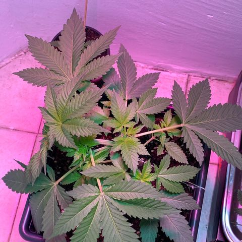 Green Mamba growlog timeline photo