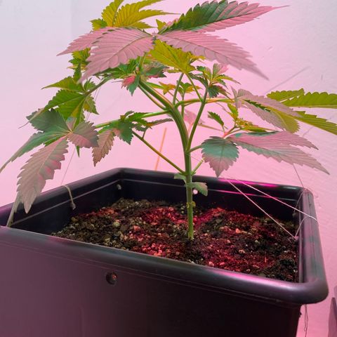 Green Mamba growlog timeline photo