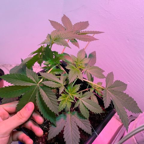 Green Mamba growlog timeline photo