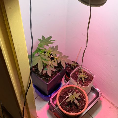 Green Mamba growlog timeline photo