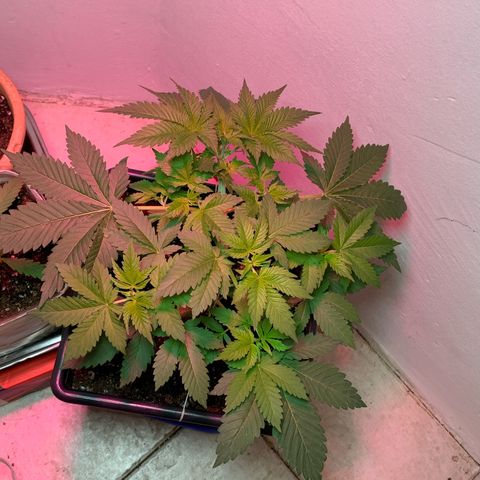 Green Mamba growlog timeline photo