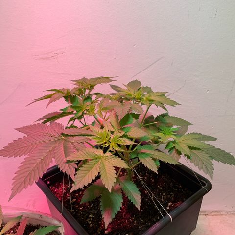 Green Mamba growlog timeline photo