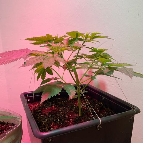 Green Mamba growlog timeline photo