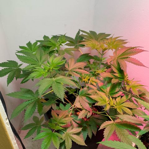 Green Mamba growlog timeline photo