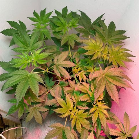Green Mamba growlog timeline photo