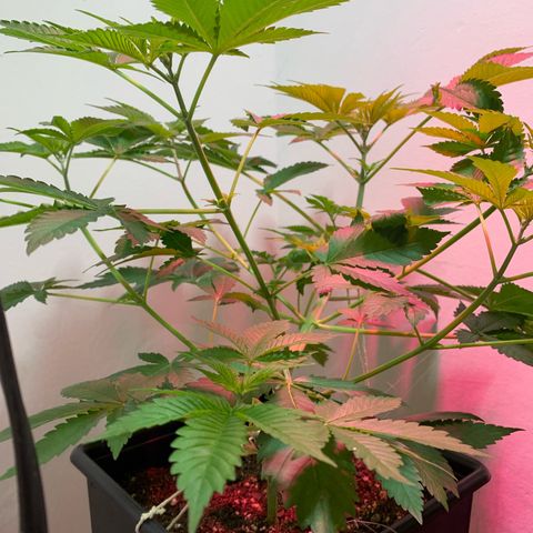 Green Mamba growlog timeline photo