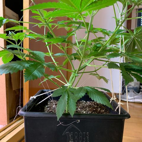 Green Mamba growlog timeline photo