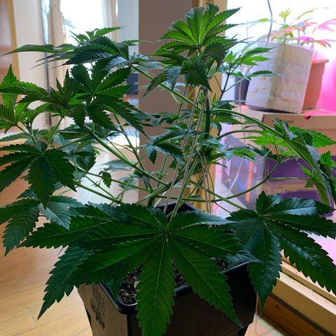 Green Mamba growlog timeline photo
