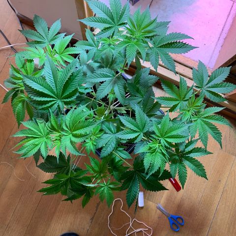 Green Mamba growlog timeline photo