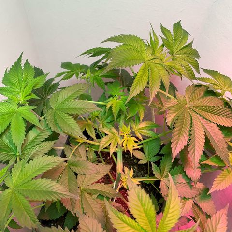 Green Mamba growlog timeline photo