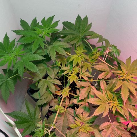Green Mamba growlog timeline photo