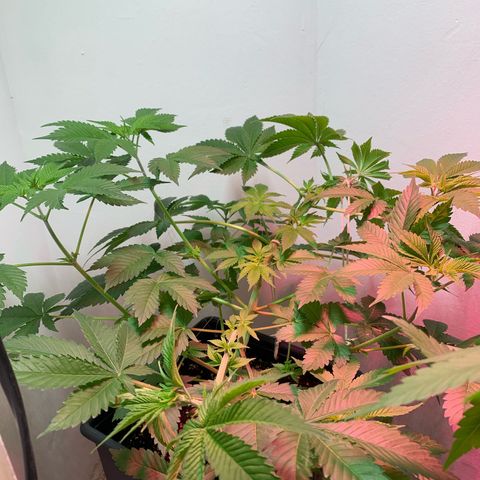 Green Mamba growlog timeline photo