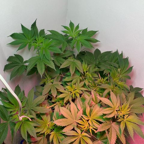 Green Mamba growlog timeline photo