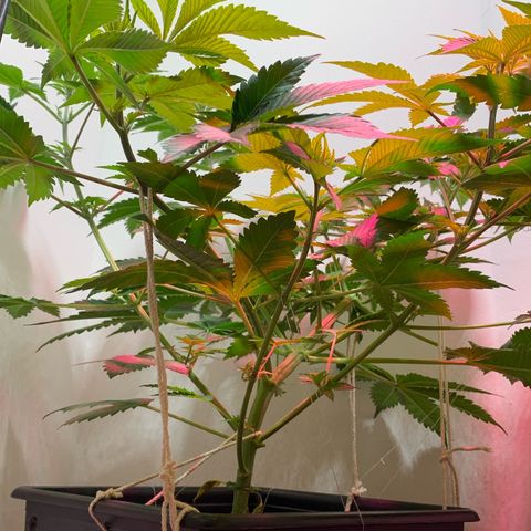 Green Mamba growlog timeline photo