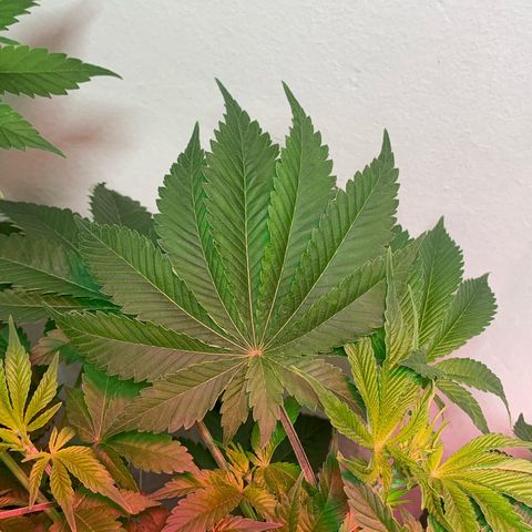Green Mamba growlog timeline photo