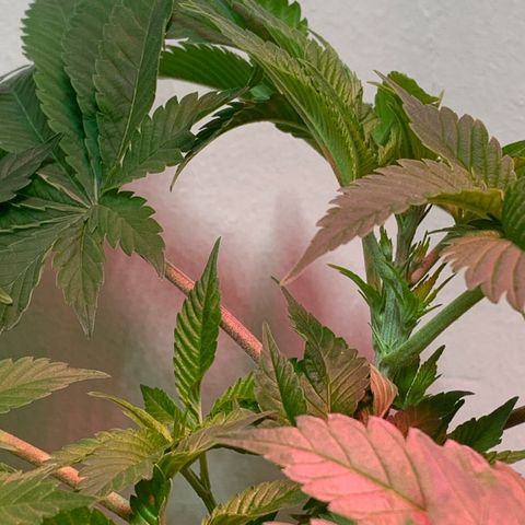 Green Mamba growlog timeline photo