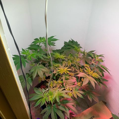Green Mamba growlog timeline photo