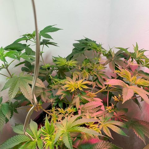 Green Mamba growlog timeline photo