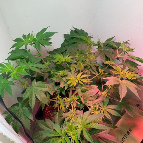 Green Mamba growlog timeline photo