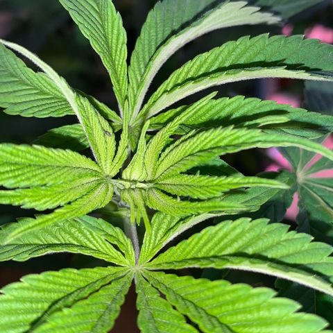 Green Mamba growlog timeline photo