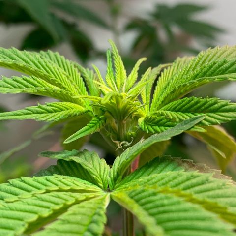 Green Mamba growlog timeline photo