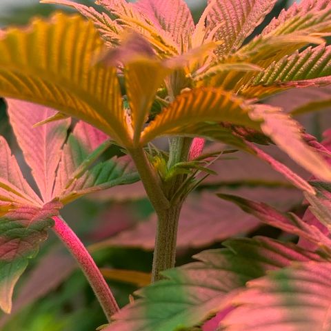 Green Mamba growlog timeline photo