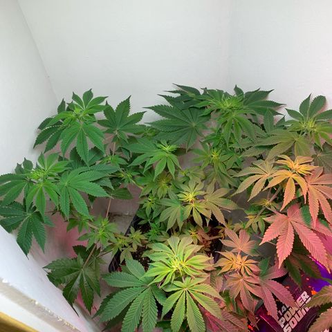 Green Mamba growlog timeline photo