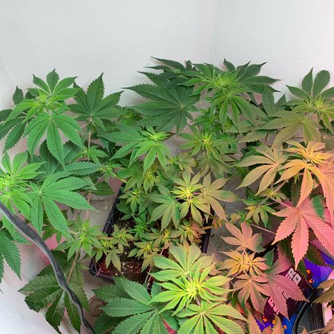 Green Mamba growlog timeline photo