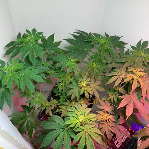 Green Mamba growlog timeline photo