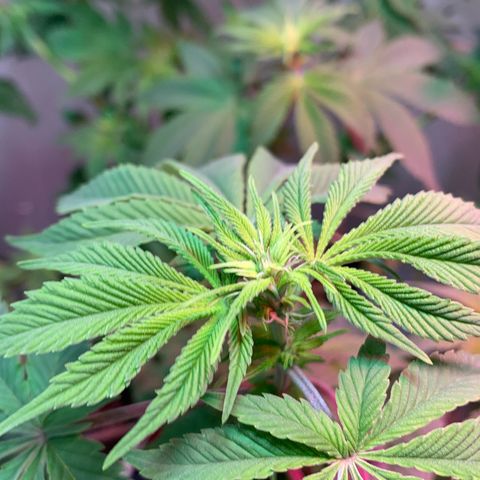 Green Mamba growlog timeline photo