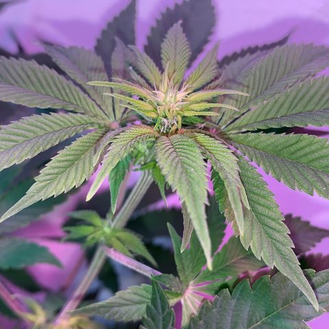 Green Mamba growlog timeline photo