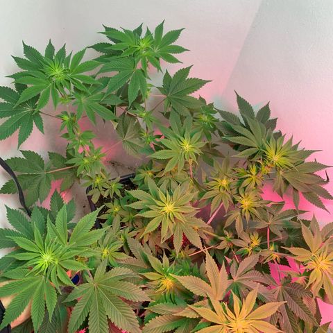 Green Mamba growlog timeline photo