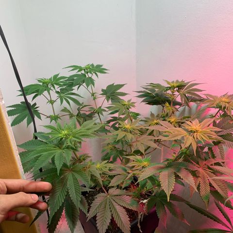 Green Mamba growlog timeline photo