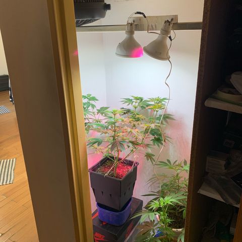 Green Mamba growlog timeline photo