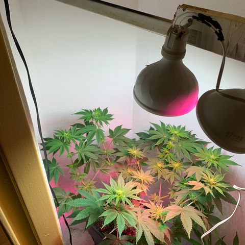 Green Mamba growlog timeline photo