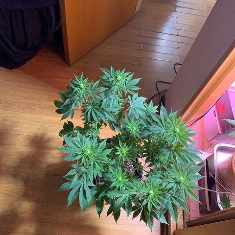 Green Mamba growlog timeline photo