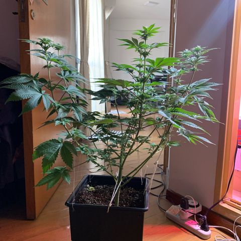 Green Mamba growlog timeline photo