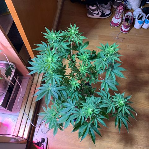 Green Mamba growlog timeline photo