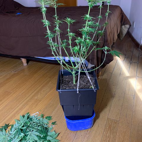 Green Mamba growlog timeline photo