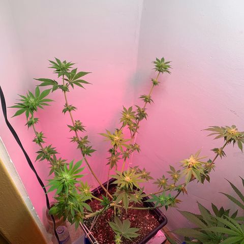 Green Mamba growlog timeline photo